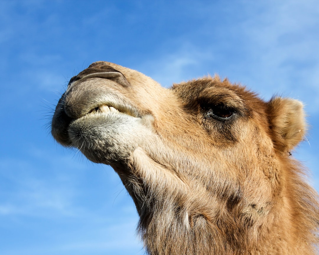 Save with Camel Coupons: Enjoy Great Discounts!